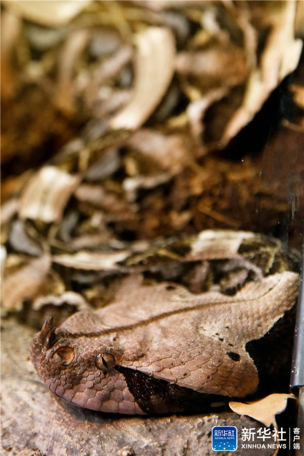 大自然中的老毒物高清组图