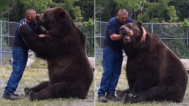 美国一棕熊热情拥抱人类朋友