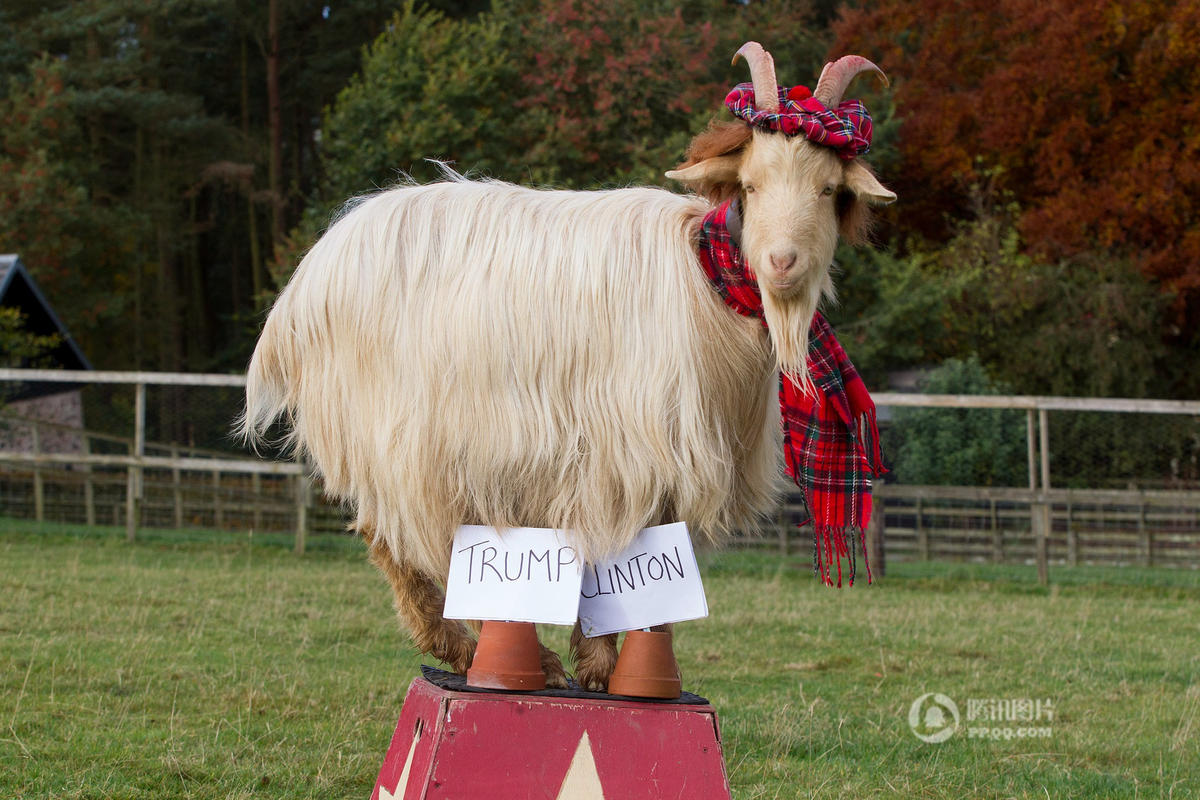英国算命山羊预测希拉里将在大选中胜出