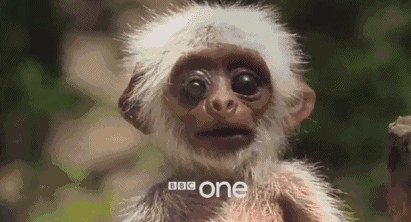 411_222gif 动态图 动图