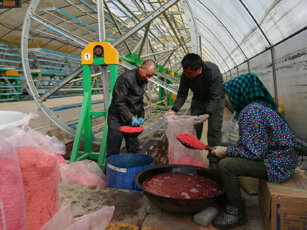 庆安开始水稻浸种催芽