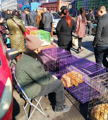 哈尔滨狗市图片