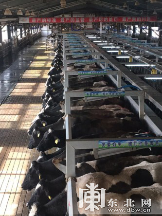 【早春走龙江】林甸县奶牛牧场由规模化向现代化发展