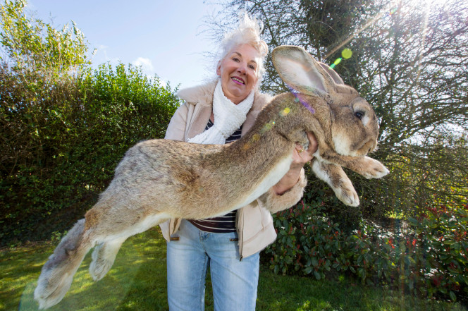 一只有望成为世界最大兔子的兔兔西蒙(simon)日前在美国联合航空公司