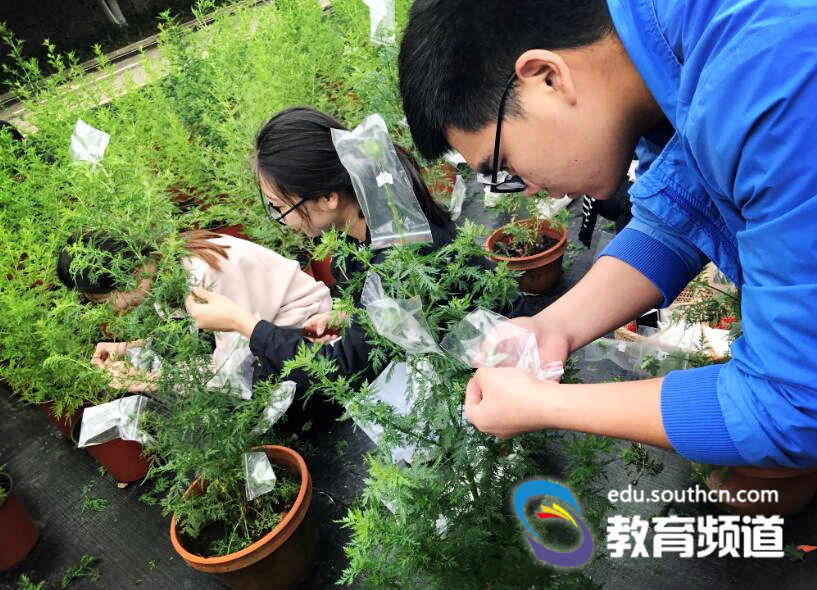 【湖北高职行】"园艺工匠"倍有才,媒体感叹"别人家的专业够趣味"