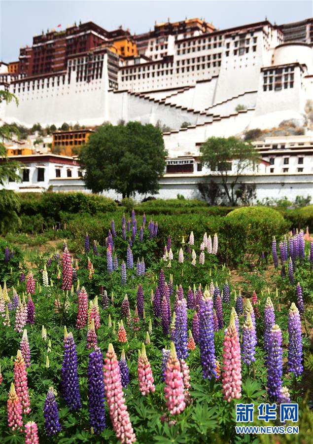 东北网 双鸭山新闻网 e网超市 生活万象  拉萨布达拉宫脚下盛开的羽扇