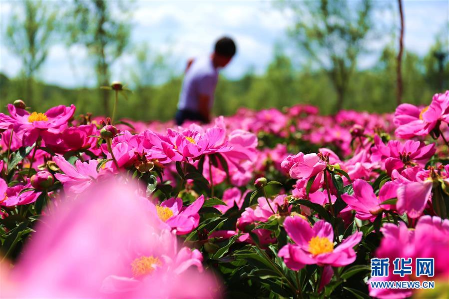 河北承德:药用芍药花开如画