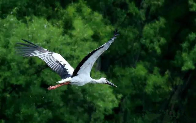 月26日,金山屯峰岩山寨旅游度假区,两只"大鸟"闯进了摄影爱好者的镜头