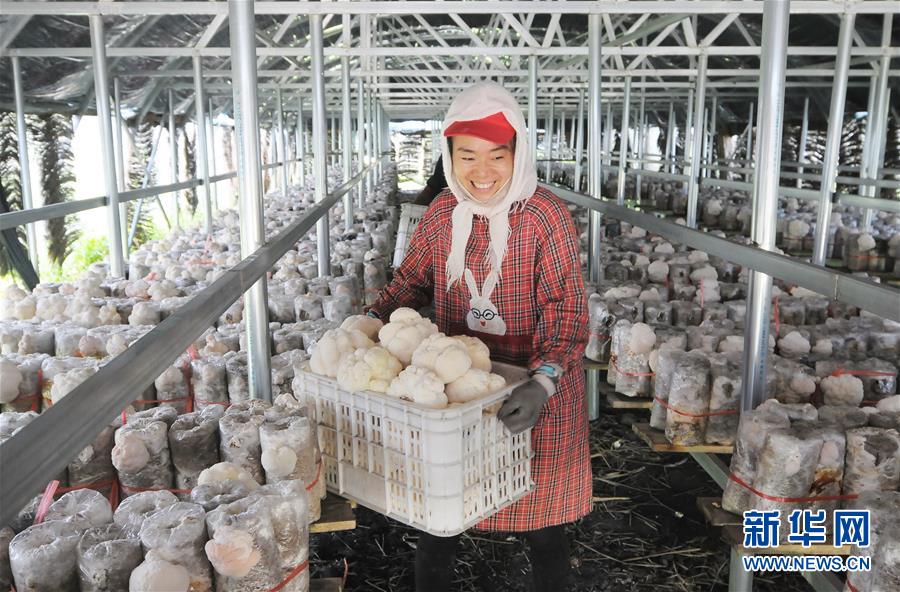 8月14日,在黑龙江省海林市海林镇一家食用菌种植合作社,工作人员在