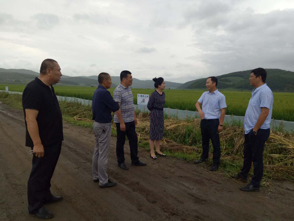 哈達鎮青山村開啟蟹稻共生模式促農民增收-雞東新聞網-東北網