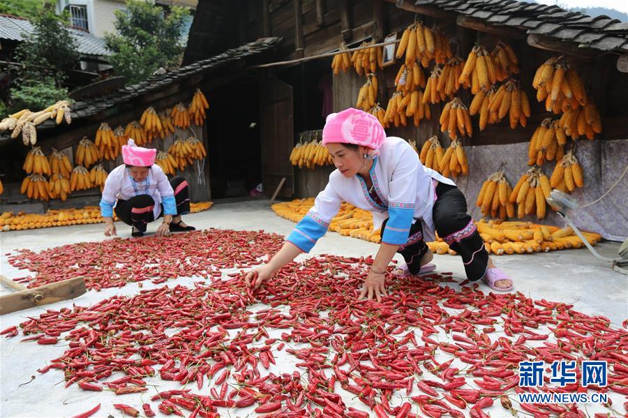 东北网双鸭山9月4日讯 近日,在广西龙胜各族自治县龙脊镇马海壮寨