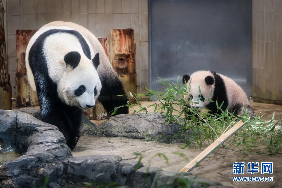 大熊猫幼崽香香亮相东京上野动物园