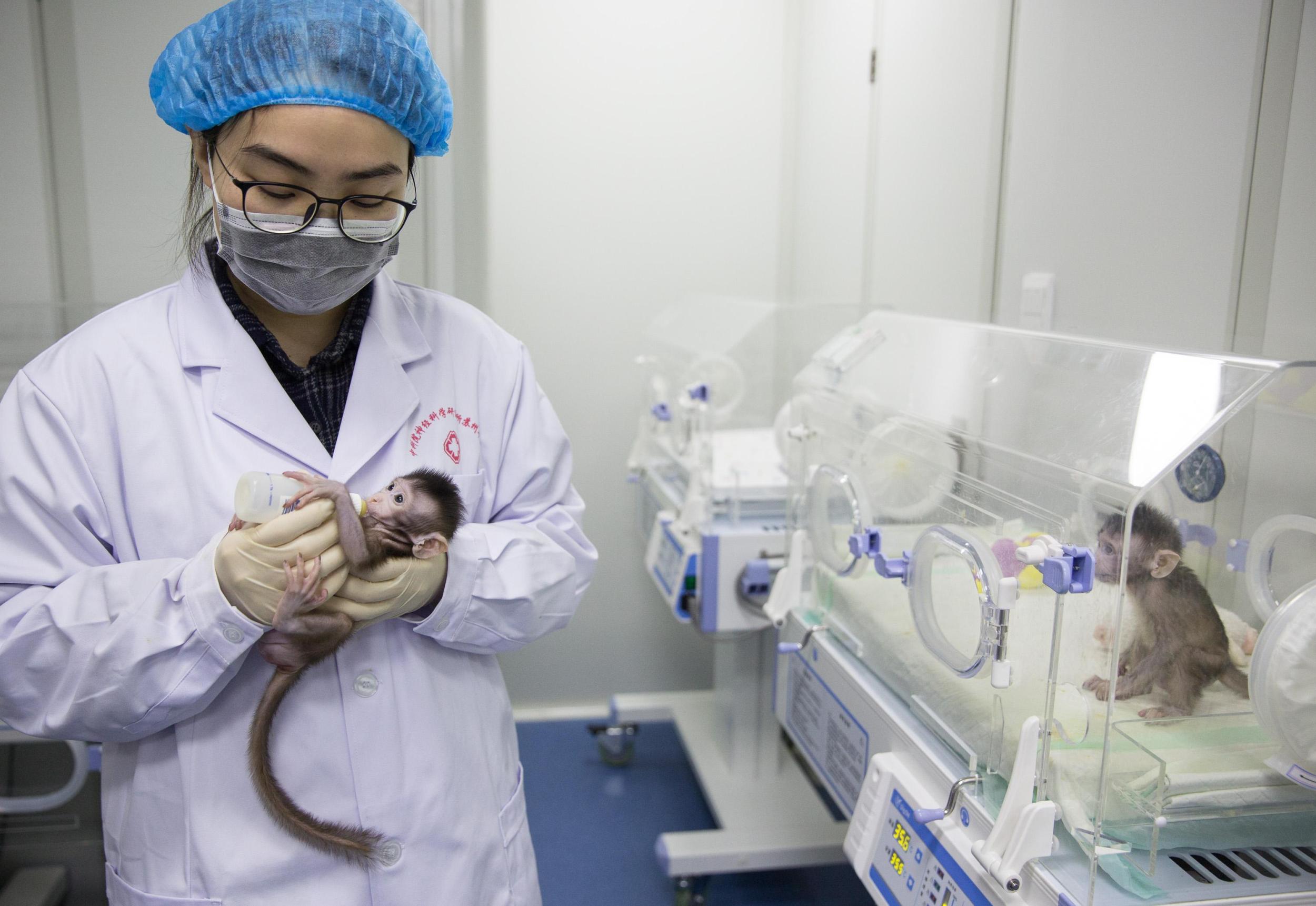 世界生命科学重大突破两只克隆猴在中国诞生