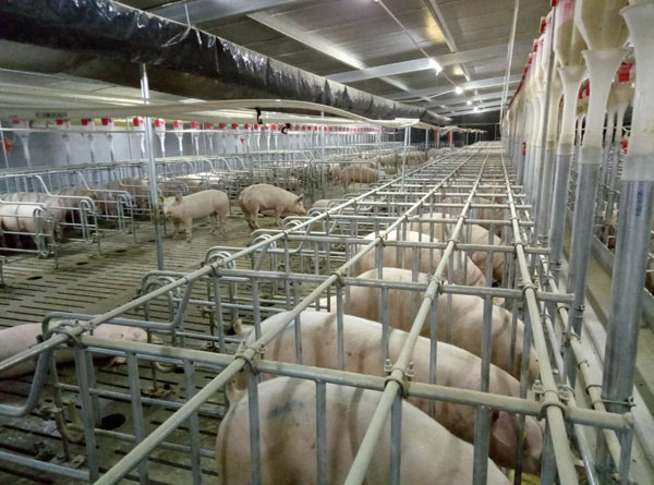 兰西牧原生猪养殖基地引进万头种猪