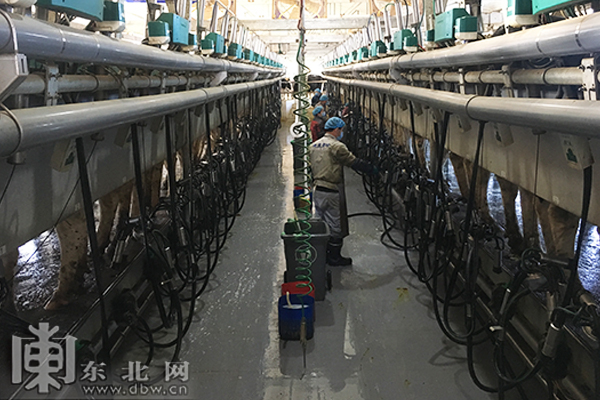 哈尔滨双城区奶牛活体抵押 贷款千万拓宽贫困