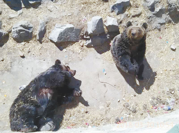 已不適宜繼續在園內餵養,所以決定與野生動物保護部門溝通置換兩隻幼