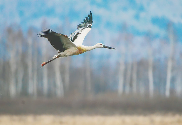 晴天一鹤排云上