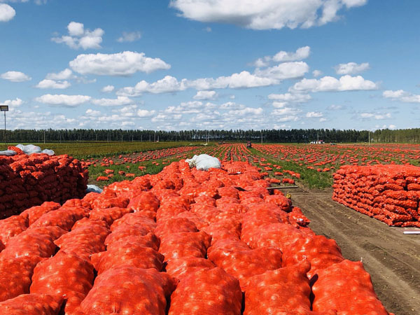 园田地元葱丰收