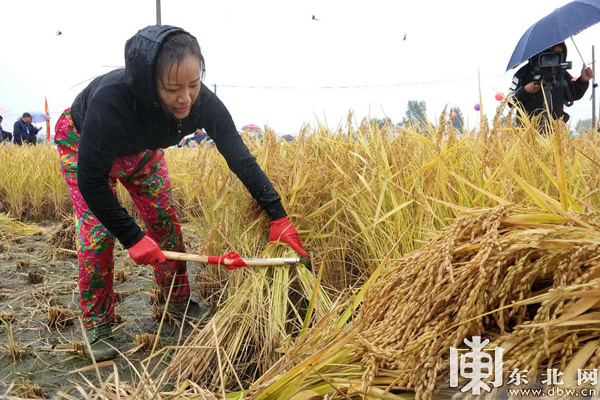 寧安:慶祝首個農民豐收節 現場燜出百姓心中好大米