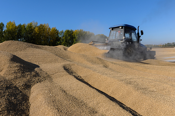 黑龙江农垦红兴隆管理局友谊农场第二管理区晒场上忙碌的晒粮场面.