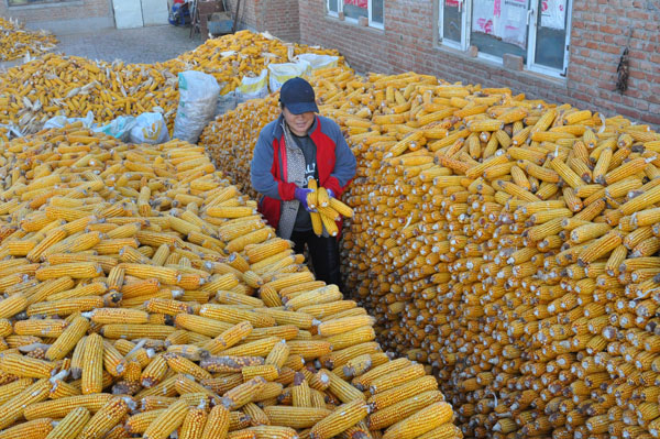 肇东提升农业生产整体科技水平-绥化新闻网-东北网
