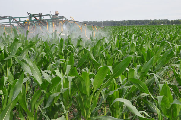 7月5日,五站镇农户刘文江驾驶喷雾机在玉米田进行打药作业.