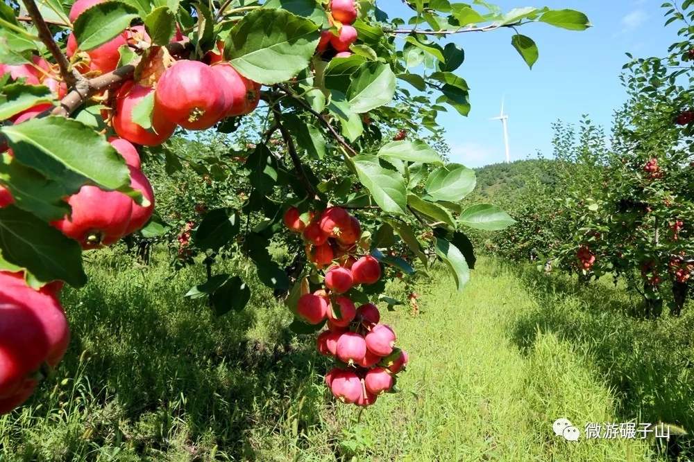 是丰收的红   是饱满的绿   还是山间丰收的果园   春华秋实的沉淀