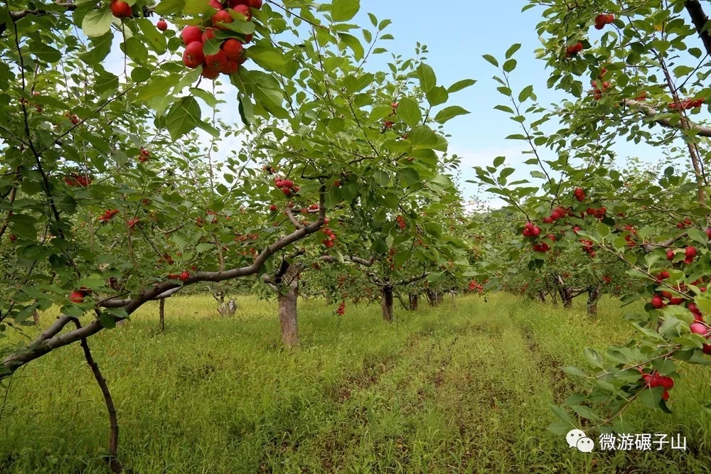 碾子山的秋果已成熟,只等你来采摘!