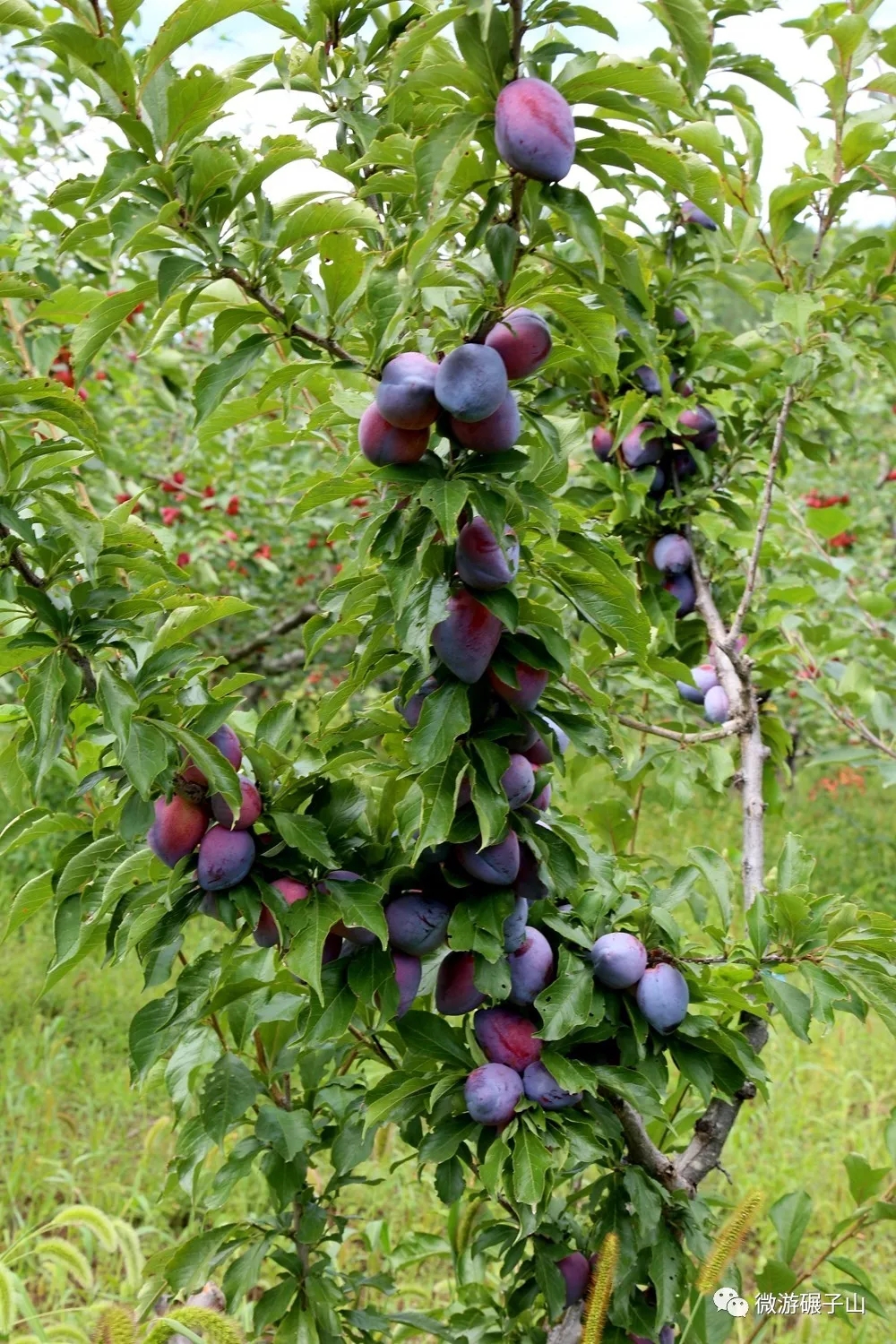 碾子山的秋果已成熟,只等你来采摘!