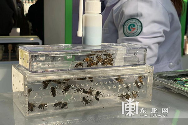 小蜜蜂竟是中医药材的上品 蜂疗在中医药博览会吸睛