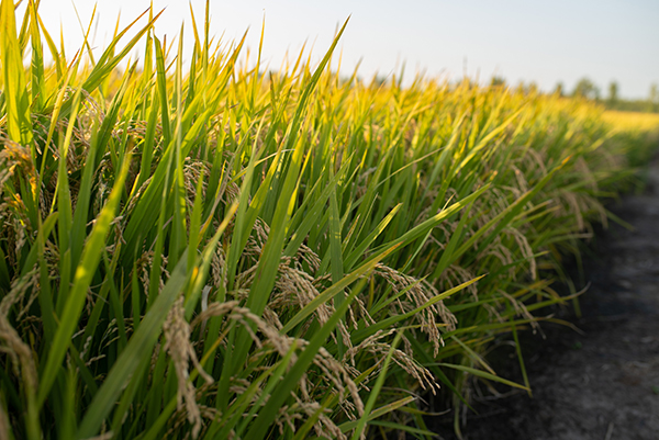 中国种企20强新鲜出炉:垦丰种业位居第二 玉米和常规水稻销售收入位居