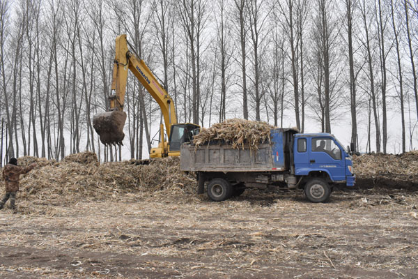 兰西镇进行秸秆堆沤肥