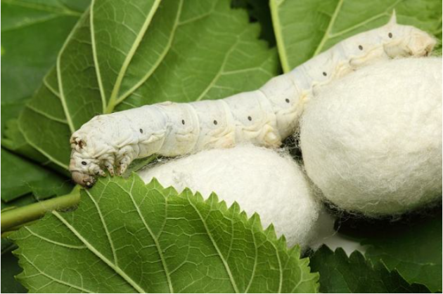 日本天然蚕丝蛋白破解糖尿病的新密码