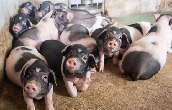 小猪领回家 增收又脱贫