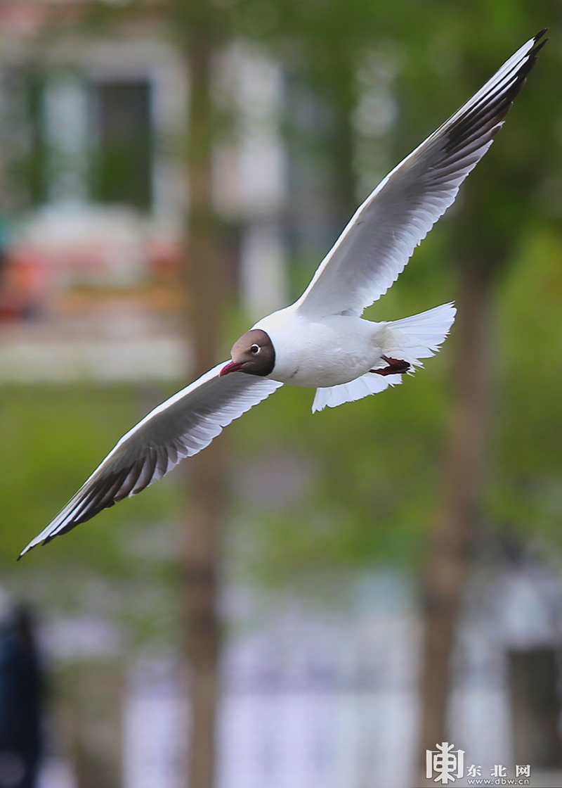 百余只江鸥翔集何家沟组图