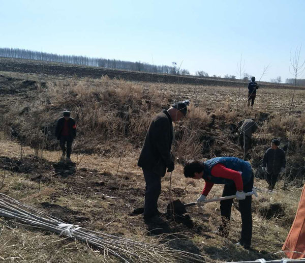 近日,望奎县东升乡组织各村护林员陆续开展了植树造林活动,为乡村增添