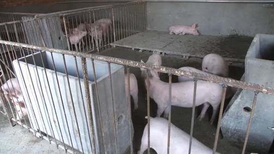 今年,二井镇在加强现有全光伏发电基站,佳汇养猪,建华村农产品经销,建