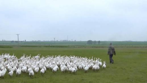 U8国际- U8国际官方网站- U8体育APP下载猪肉价格上涨！银行创新信贷模式赋能养殖业