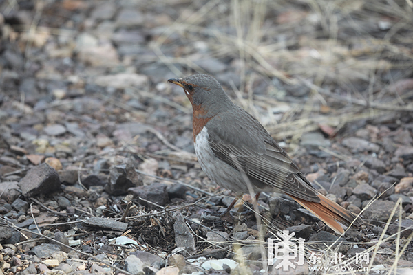 黑龙江呼中国家级自然保护区首次发现珍稀鸟类赤颈鸫