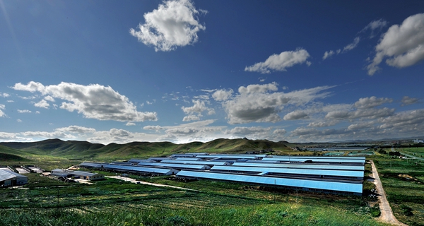 (现代牧业绿色牧场)