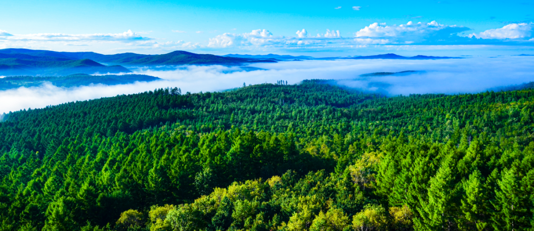 七台河西大圈林海-东北网黑龙江-东北网