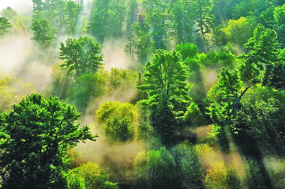 我省推出28个森林康养目的地-东北网黑龙江-东北网