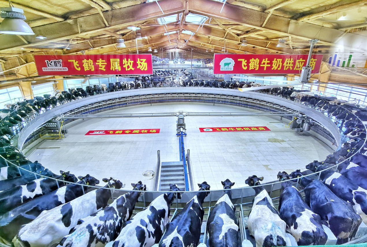 飞鹤专属牧场挤奶转盘.