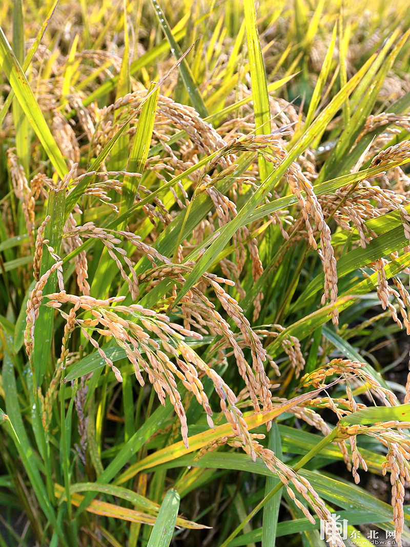 三江平原水稻图片