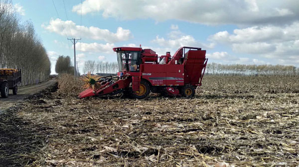 兰西县康荣镇收割机变形上阵力保倒伏玉米颗粒归仓