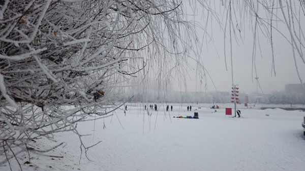 雾凇醉美绥化城琼花绽放正当时-绥化新闻网-东北网