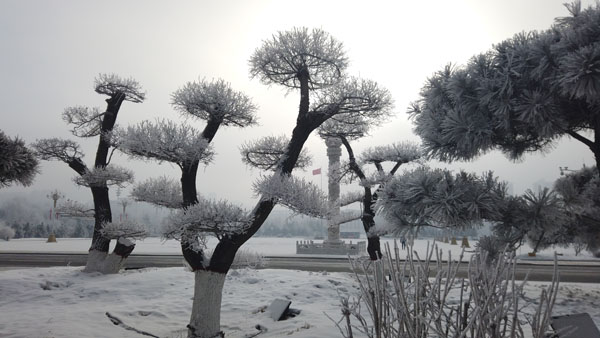 雾凇醉美绥化城琼花绽放正当时-绥化新闻网-东北网