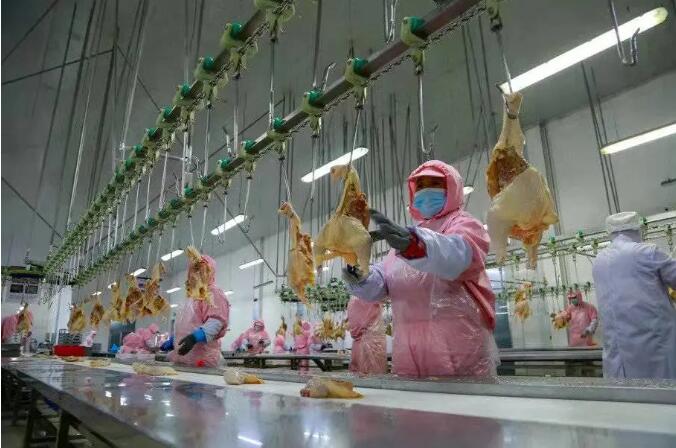 年8000萬只肉雞屠宰加工項目在肇州縣正式投產
