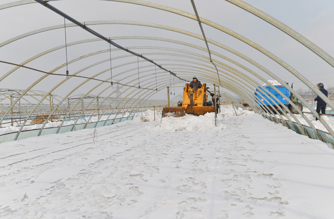 图为:农民正在清理大棚积雪.记者 伊春光 摄