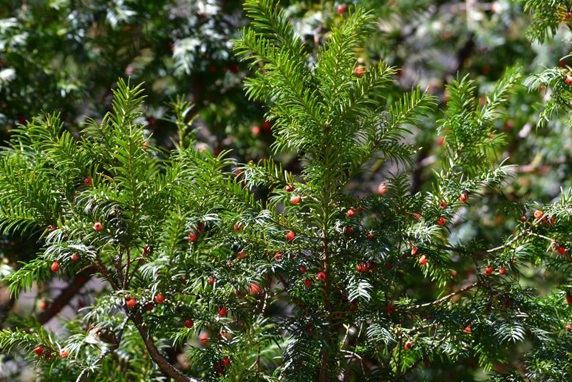 时隔40多年,我国再度发现珍稀濒危植物密叶红豆杉种群
